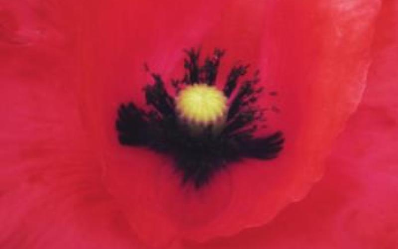 The Flower of Remembrance