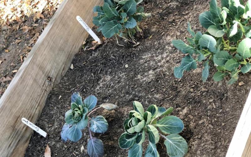 South Elementary receives grant money for gardening