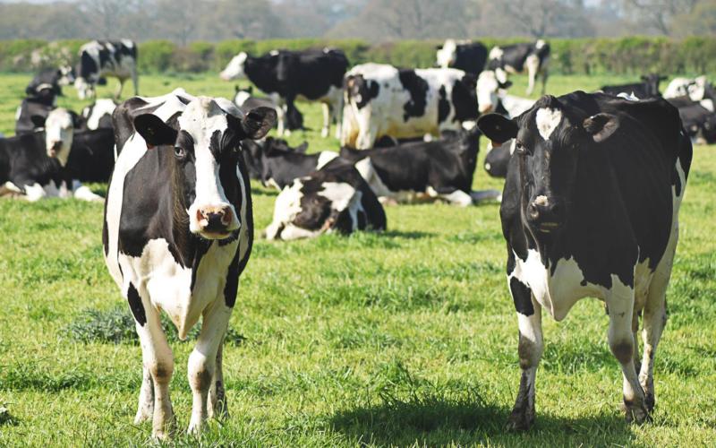 30 head of cattle stolen in nearby ranch