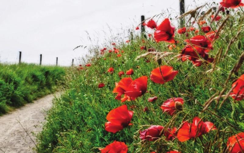 The Flower of Remembrance