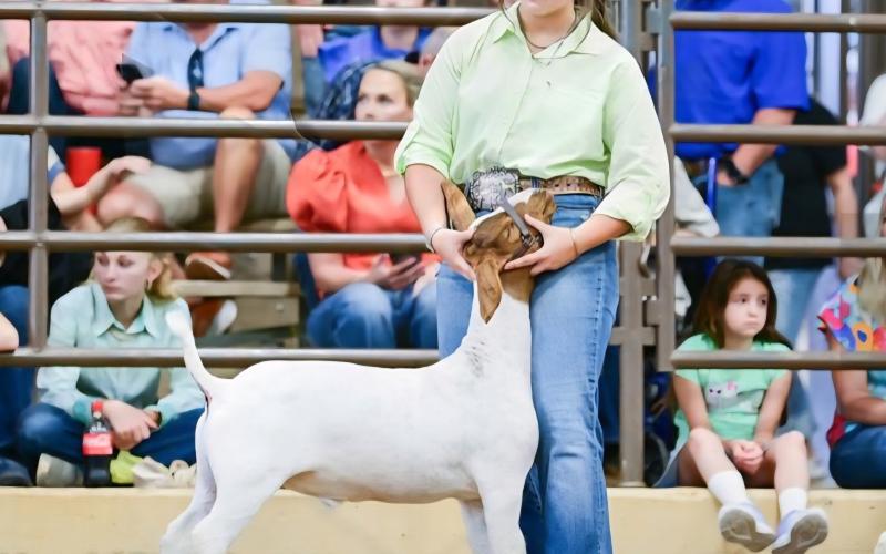 (Contributed Photo) Sylee MItchell participated in the market goat show at the State Fair of Texas and while she ultimately didn’t place, she described a rewarding experience just being able to attend. 