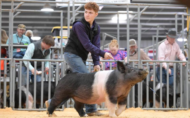 (Contributed Photo/Breckenridge FFA) Carter Carrion picked up fifth place in All Other Cross during the Stars Gilt Show in the San Angelo Stock Show & Rodeo. 