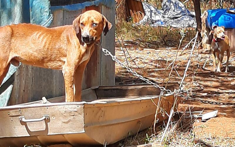 (Contributed Photo) Stephens County Justice of the Peace Judge Steve Spoon ruled that the 17 dogs seized earlier this month from a property on the 1200 block of West Sixth Street will remain in the custody of Breckenridge Animal Control at the shelter. 