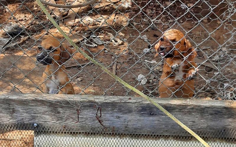 (Contributed Photo) A disposition ruling was made in Municipal Court regarding the animal cruelty case from the seizure of 17 dogs from 1226 West Sixth Street earlier this month. The dogs were ruled to remain in the custody of the Breckenridge Animal Shelter. 