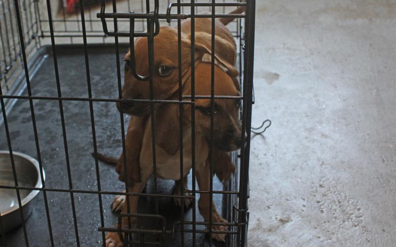 (Photo/Alex Kielar) A disposition hearing was held in municipal court Friday, Aug. 22, where Stephens County Justice of the Peace Judge Steve Spoon ruled that the 17 dogs seized from a property earlier this month are to remain in the custody of Breckenridge Animal Control at the shelter.