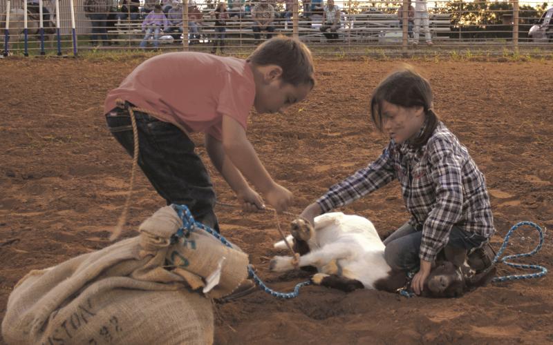 Area kids work together during the Breckenridge Junior Rodeo Goat Bagging Event Saturday.