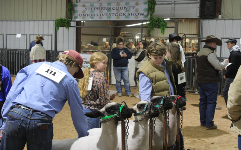 (File Photo) Goats are shown during last year’s Stephens County Junior Livestock Show and Sale. The 68th annual Stephens County Junior Livestock Show and Sale will take place next week at the Stephens County Ag Center, from Thursday, Jan. 8 through Sunday, Jan. 11. 