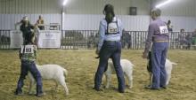 The 65th annual Stephens County Junior Livestock Show begins tomorrow, Thursday, Jan. 5. File photo
