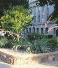 The Stephens County Courthouse will experience landscaping changes soon with the removal of shrubs that did not recover from a freeze earlier this year and the removal of a tree and stump. Photo/Mike Williams