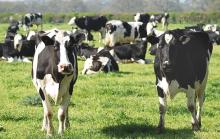 30 head of cattle stolen in nearby ranch