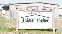 The City of Breckenridge Animal Control Operations (ACO) has begun to toughen up more since Steve Jennings was named supervisor a few months ago. Now fully staffed, the city’s animal population has been controlled better, according to Police Chief Blake Johnson. Photo/Alex Kielar