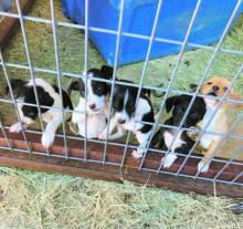 Furrever Home