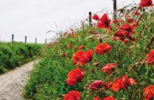 The Flower of Remembrance