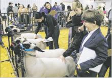 Livestock Judging was the final event at the Stephens County Junior Livestock Show in 2024. The 2025 show will be held from Jan. 9-11 at the Stephens County Ag Barn. Archive photo