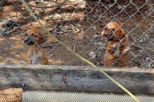 (Contributed Photo) A disposition ruling was made in Municipal Court regarding the animal cruelty case from the seizure of 17 dogs from 1226 West Sixth Street earlier this month. The dogs were ruled to remain in the custody of the Breckenridge Animal Shelter. 