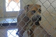 (Photo/Alex Kielar) The population of the Breckenridge Animal Shelter nearly doubled overnight when the Breckenridge Police Department and its animal control seized 17 malnourished dogs from a property on the 1200 block of West Sixth Street following an investigation into the property and care of the dogs.