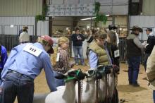 (File Photo) Goats are shown during last year’s Stephens County Junior Livestock Show and Sale. The 68th annual Stephens County Junior Livestock Show and Sale will take place next week at the Stephens County Ag Center, from Thursday, Jan. 8 through Sunday, Jan. 11. 